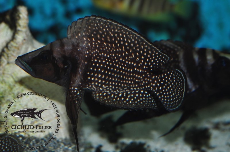 Altolamprologus calvus 'Mtoto'